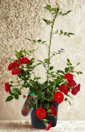 roza-okrywowa-czerwona