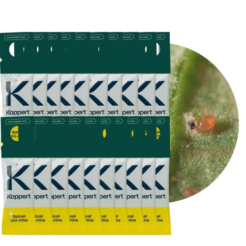 dobroczynek-kalifornijski