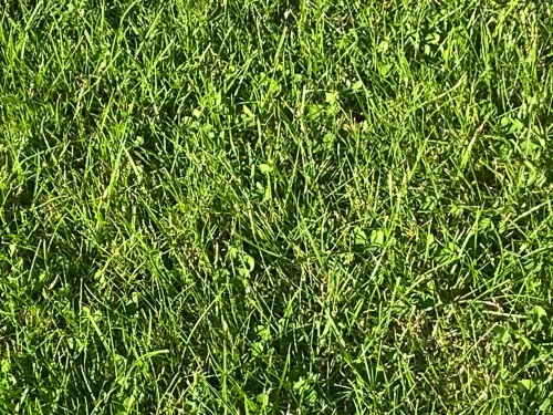 mikrokoniczyna vegano wymieszana z trawą.webp