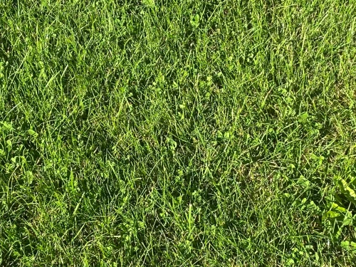 nasiona mikrokoniczyny ze zwykłą trawą.webp