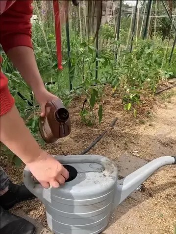 dawkowanie nawozu do pomidorów - vegano.webp