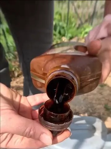 nawożenie pomidorów - dawkowanie vegano .webp