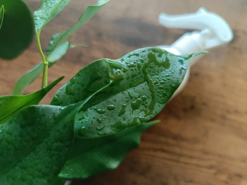 vegano rośliny zielone.webp
