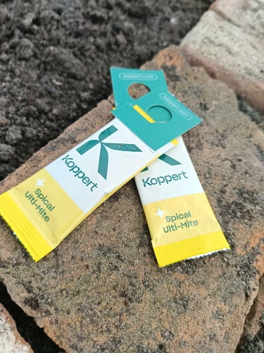 dobroczynek kalifornijski vegano.webp