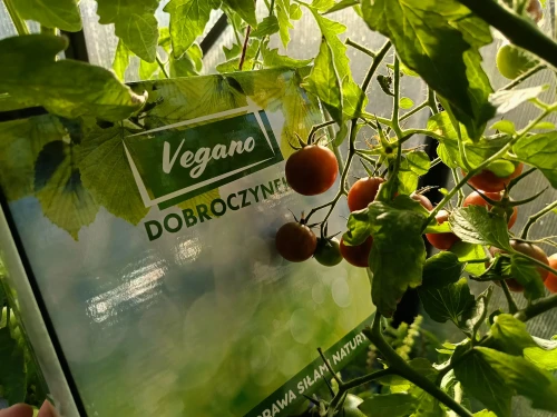 dobroczynek pomidory.webp