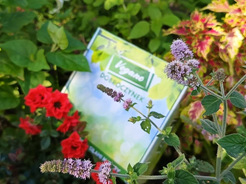 przędziorki dobroczynek.webp