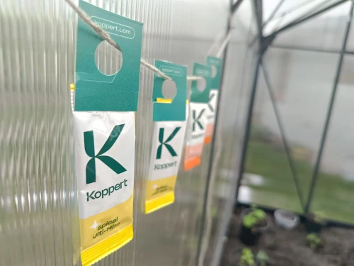 przędziorki vegano.webp