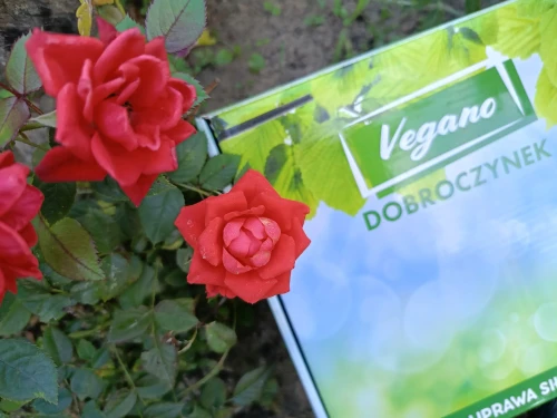 vegano dobroczynek kaliornijski.webp