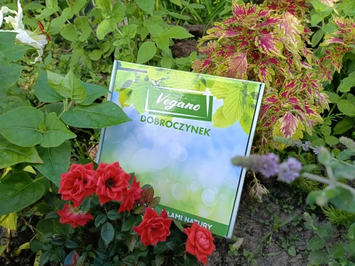 vegano przędziorki, dobroczynek kalifornijski.webp