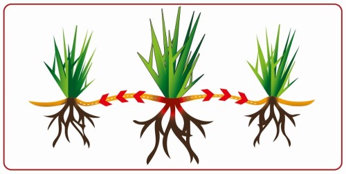 trawa samo zagęszczająca.jpg