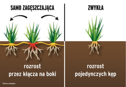 samo zageszczajaca porownanie.jpg