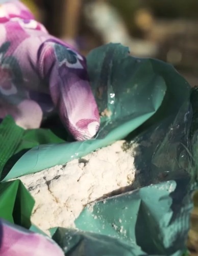 nicienie - larva stoper.webp