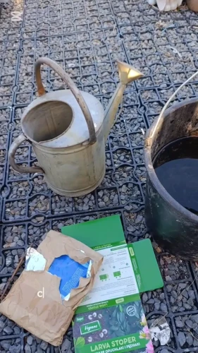 opuchlaki i pędraki - larva stoper vegano.webp