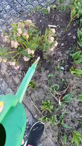 podlewanie larva stoperem vegano.webp