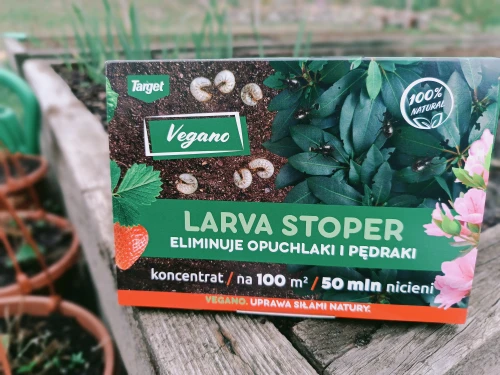 sposób na pędraki .webp