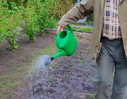 podlewanie turkuć stoper.jpg