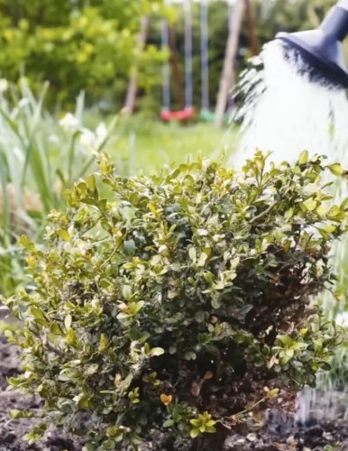 turkuć stoper bukszpan.jpg