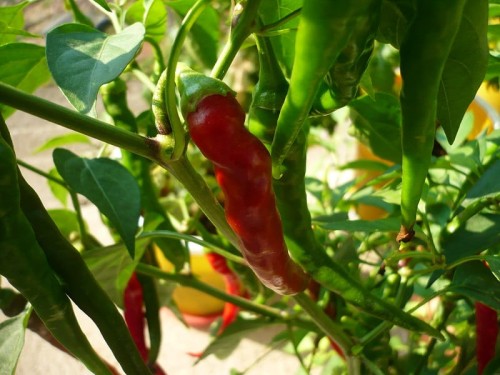 probio-ogrod-czosnek-chilli