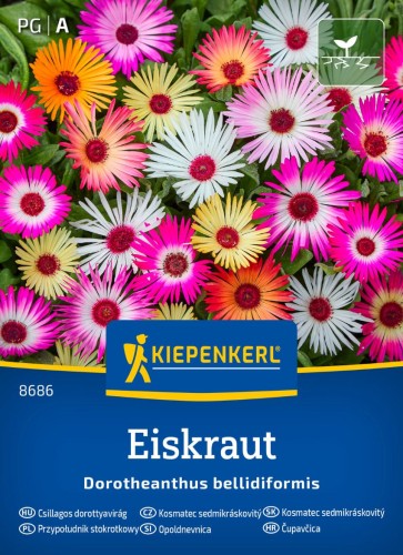 przypoludnik-stokrotkwy