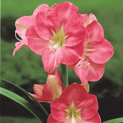 Amarylis 'Susan' 1 szt.