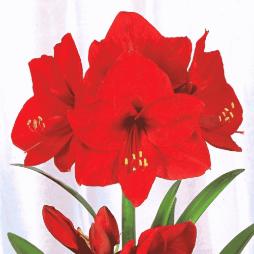 Amarylis 'Red Lion' 1 szt.
