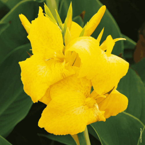 Kanna żółta - kłącza kanny - 1 szt.