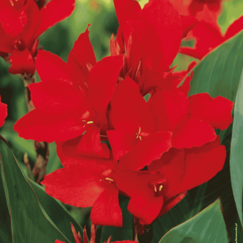 Kanna czerwona  - kłącza kanny - 1 szt.