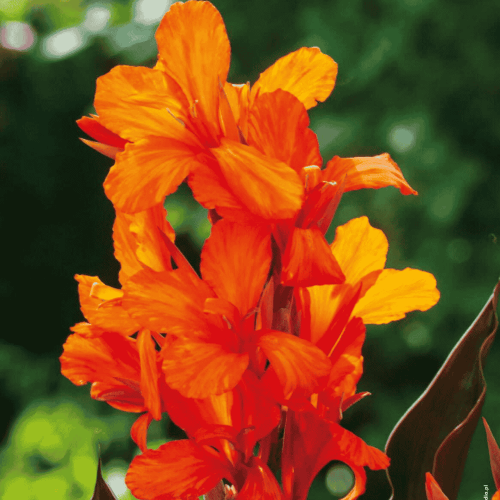 Kanna pomarańczowa - kłącza kanny - 1 szt.