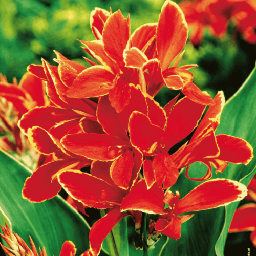 Kanna żółto-czerwona - kłącza kanny - 1 szt.