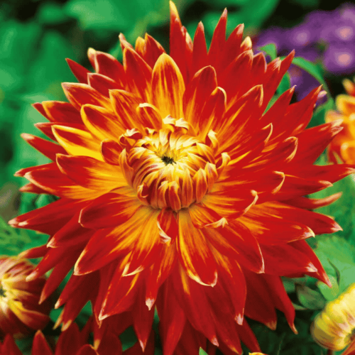 Dalia 'Akita' 1 szt.