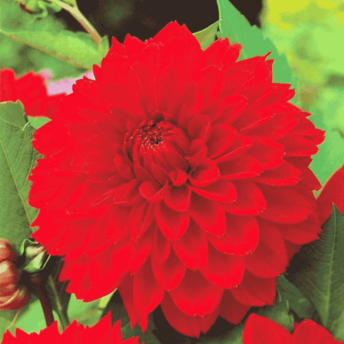 Dalia dekoracyjna czerwona 1 szt