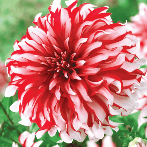 Dalia 'Santa Claus' 1 szt.