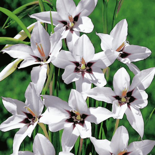 Mieczyk 'Abisyński' - cebule kwiatowe - 10 szt.