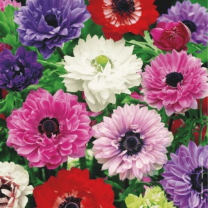 Zawilec 'St.Brigid' mix - cebule zawilców - 10 szt.