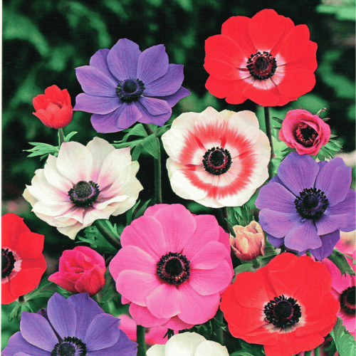 Zawilec 'De Caen' mix - cebule - 10 szt.