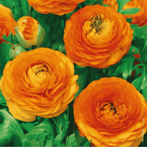 Jaskier pomarańczowy 5 szt.