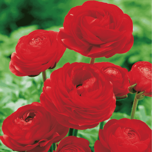 Jaskier czerwony 5 szt.