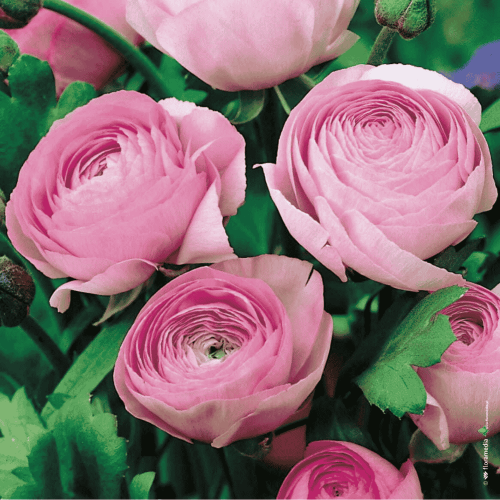 Jaskier różowy 5 szt.