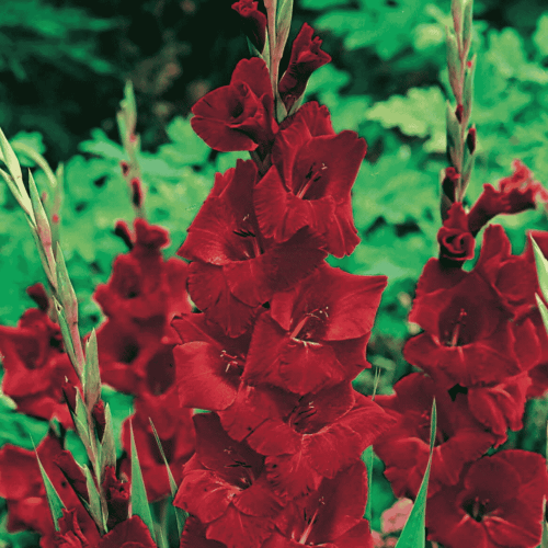 Mieczyk 'Oscar' - cebulki kwiatowe - 5 szt.