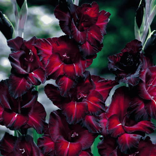 Mieczyk 'Back Star ' - cebulki kwiatowe - 5 szt.