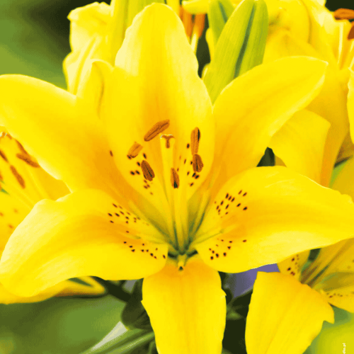 Lilia azjatycka 'Menorca' 1 szt.