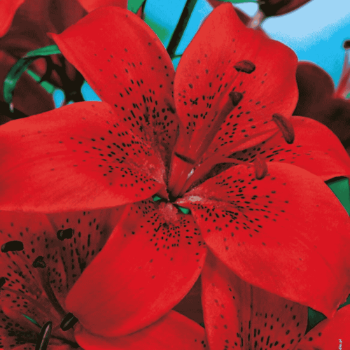 Lilia azjatycka 'Diabora' 1 szt.