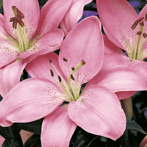 Lilia azjatycka 'Vivaldi' 1 szt.