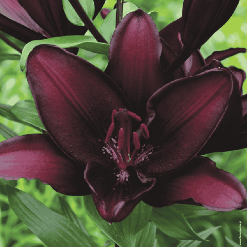 Lilia azjatycka 'Mapira' 1 szt.