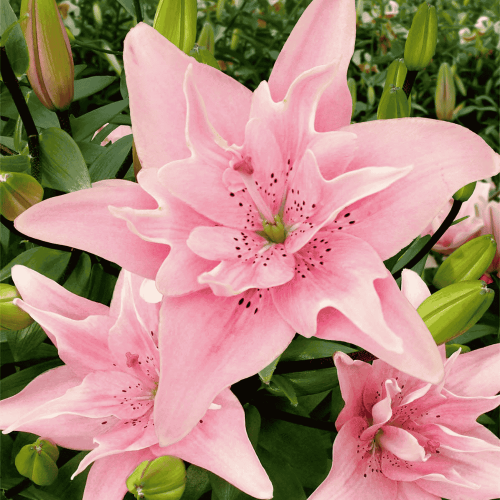 Lilia azjatycka pełna 'Elodie' 1 szt.