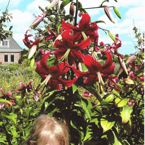 Lilia drzewiasta 'Miss Feya' 1 szt.