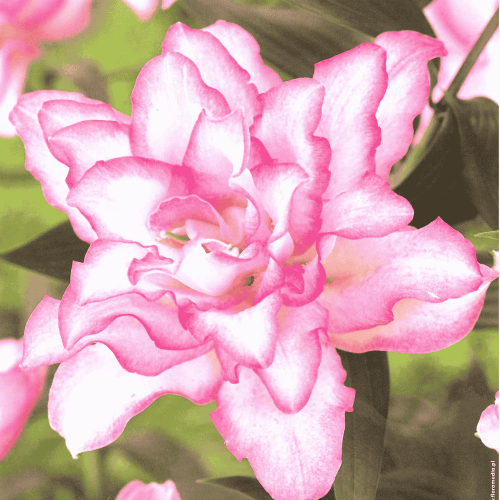 Lilia 'Roselily Anouska' 1 szt.