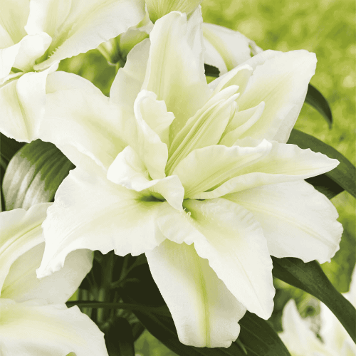 Lilia 'Roselily Aisha' 1 szt.