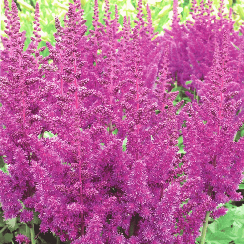 Tawułka niebieska - cebulka - 1 szt.