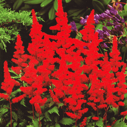 Tawułka 'Else Schluck' - cebulki tawułki - 1 szt.